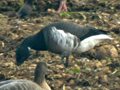 Grey-bellied Brent Goose